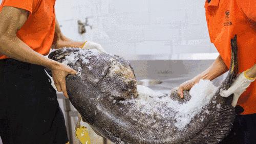 中国四个海哪个海海鲜好吃,渤海还是黄海的海鲜好