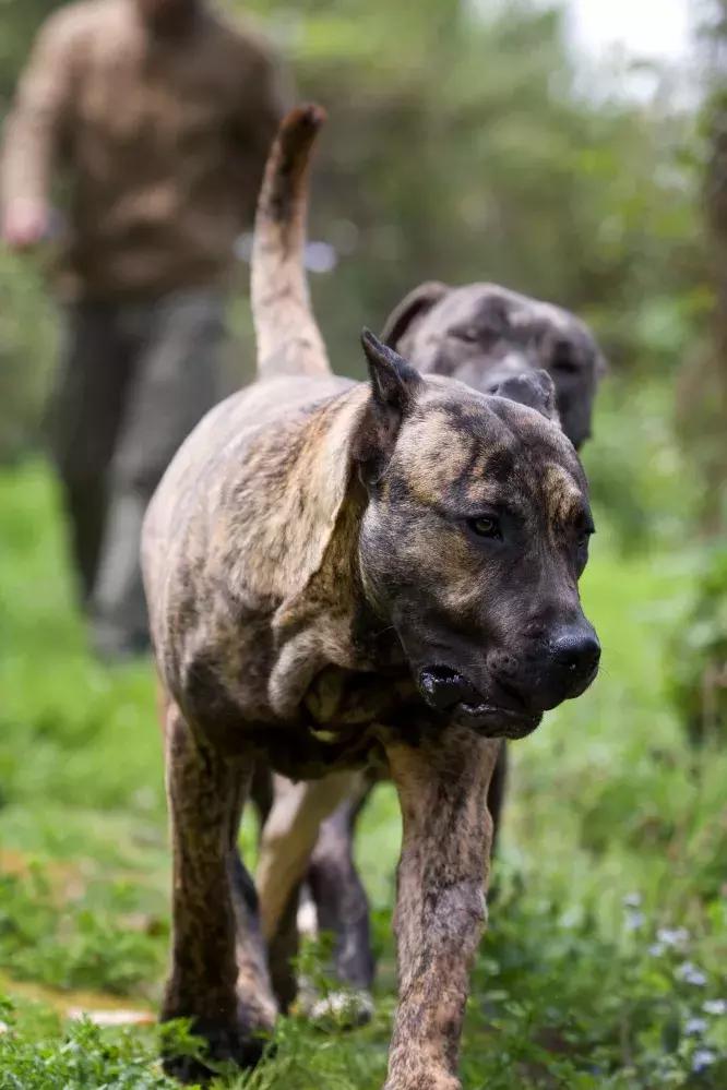 关于猛犬的十个黑话,关于猛犬的十大黑话