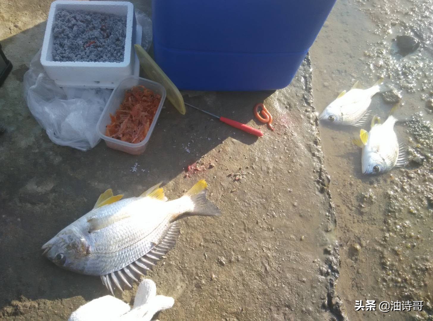 缘起五缘湾，那个爱钓鱼的懵懂少年