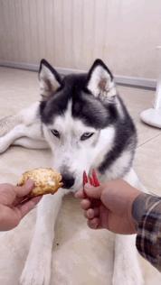 网红绑猫*藏西**骑行求关注,遭网友质疑回怼:比在家里刺激多了