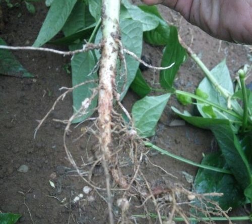 豇豆角早衰原因,豇豆生长期黄叶死叶是什么病