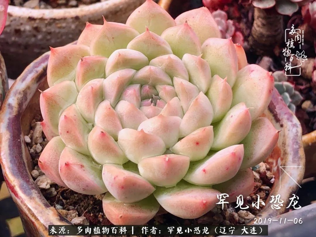 颗粒土除了种多肉还可以种什么,想养动物该怎么养