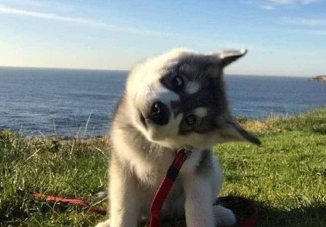 这么萌的宠物你能拥有吗,这么萌的宠物你想拥有吗