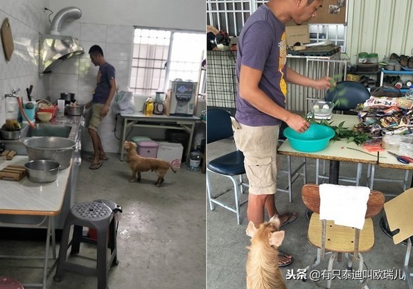 舌头溃烂竟被喂骨肉「有主老癌犬」雨中翻垃圾找食物