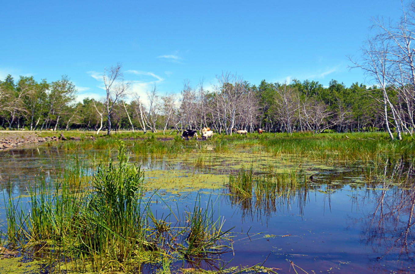 乌珠穆沁草原狼图腾,狼图腾草原魂歌曲