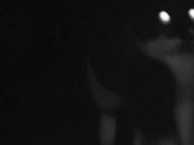 猫砂的100个常识,猫砂成分能被什么反应掉