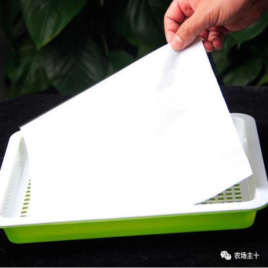 纸上种菜怎么赚钱,纸上种菜手把手教你