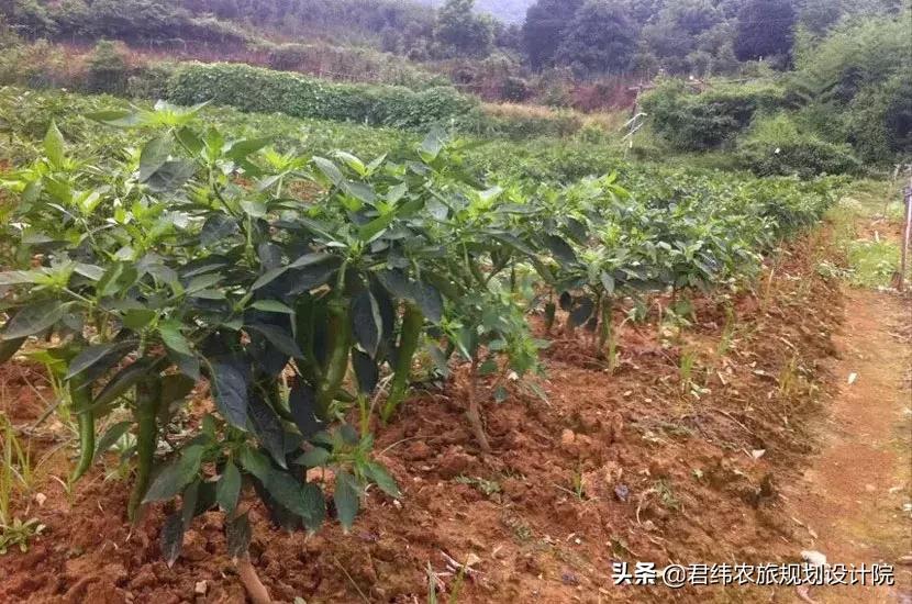 湘御明月湖,湘御明月湖山庄钓鱼