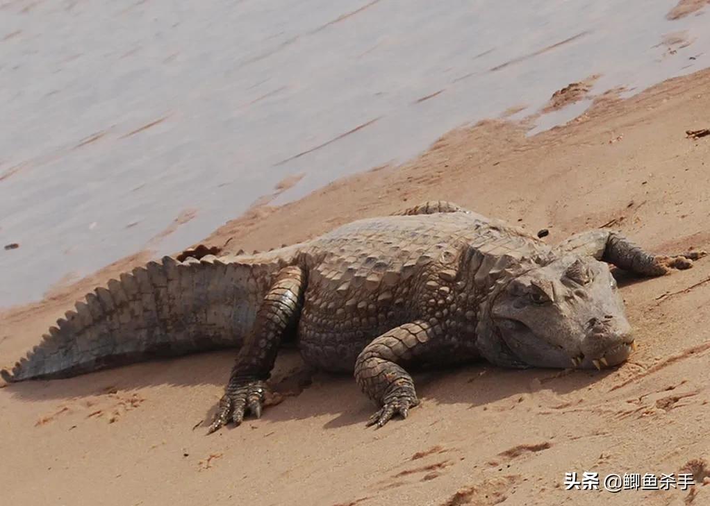 亚马逊河有多可怕完整版,亚马逊河到底有什么可怕的鱼