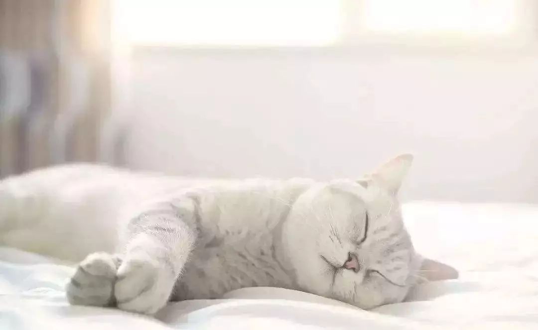 猫咪总是睡地上怎么办,猫咪经常躺床上如何让它睡窝里