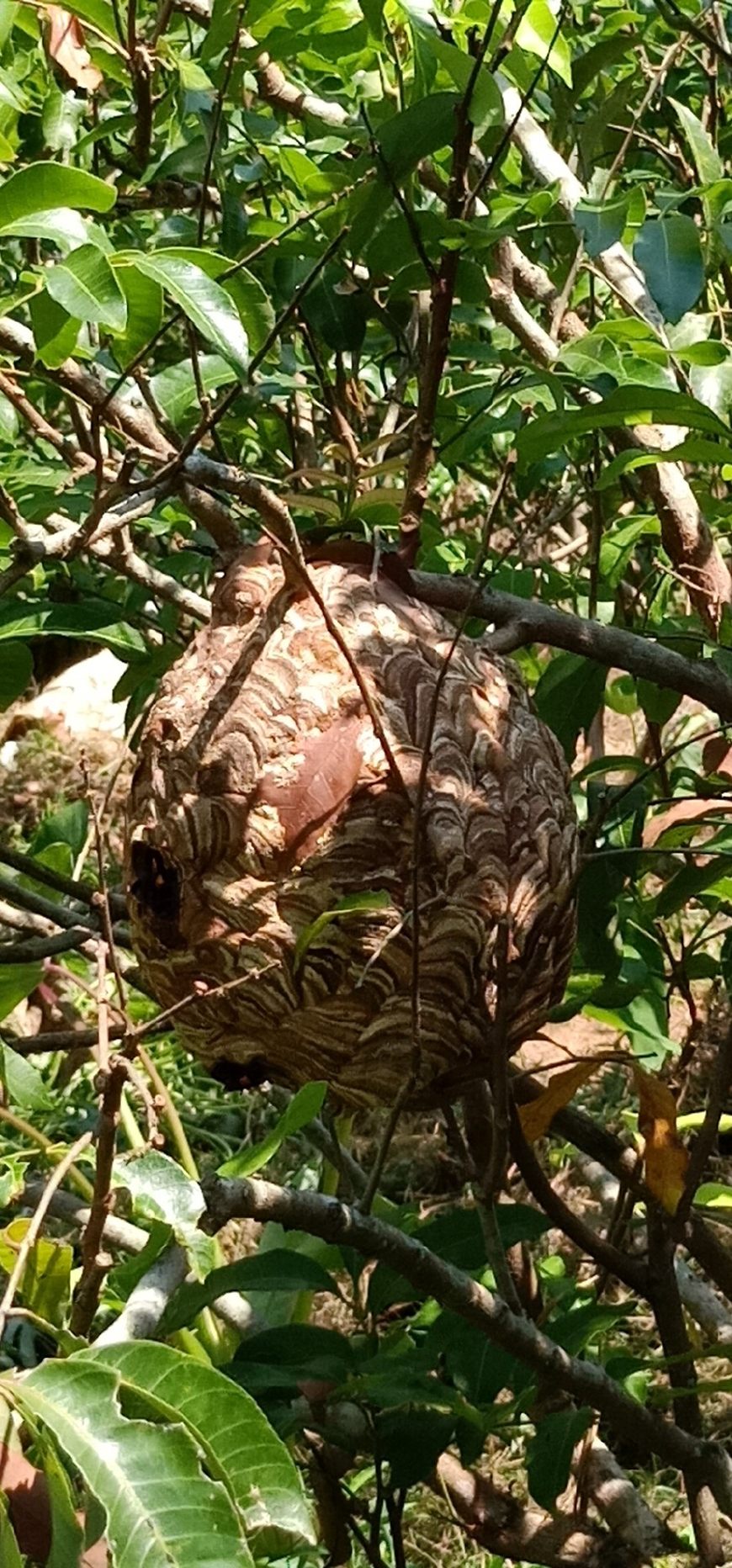 蜜蜂喜欢在什么样的地方居住,蜜蜂一般在野外哪些地方