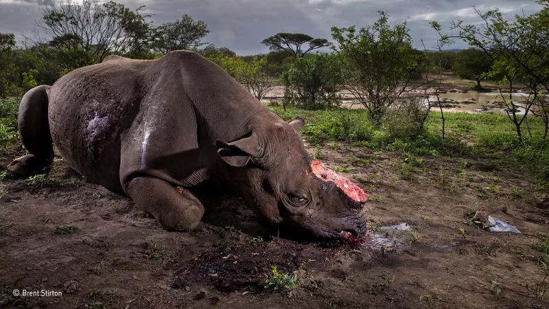 55万吨，价值5000亿美元，一种灰色产业链在俄罗斯出现！