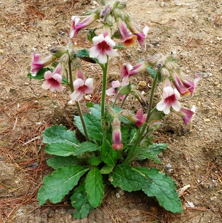 熟地黄的古今研究,珍稀中药熟地黄功效