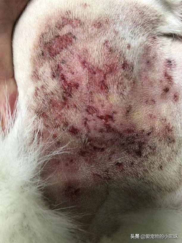 什么是无菌性脂膜炎,如何治疗犬无菌性脂膜炎,一篇文章告诉你