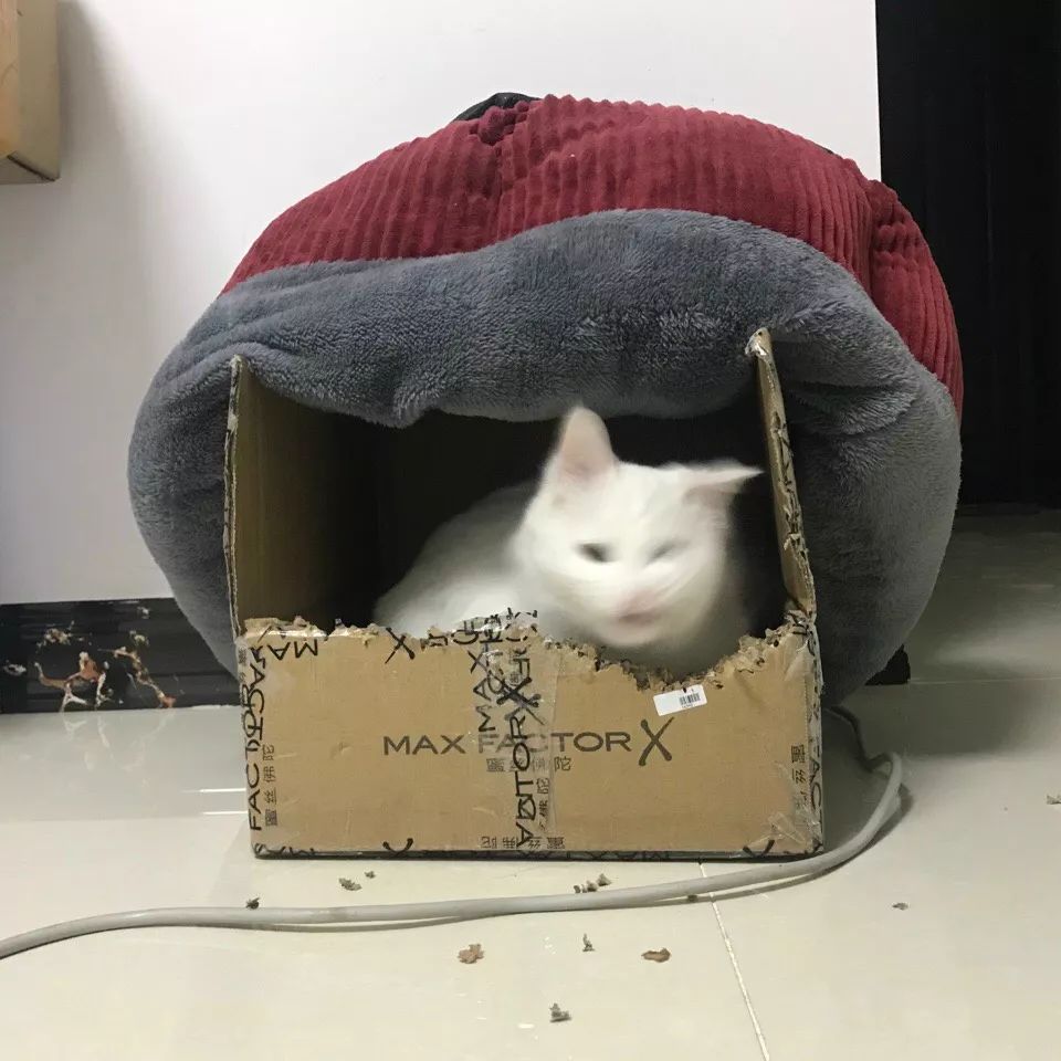 “乱买东西，猫骂了我三天！”