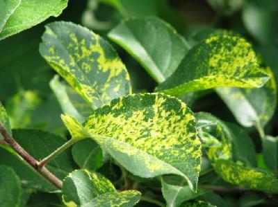 苹果出嫩叶卷叶怎么治,苹果花后怎么防治病害