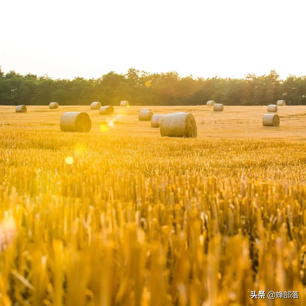 农村补贴包括哪些项目,农村创业国家补贴项目有哪些条件