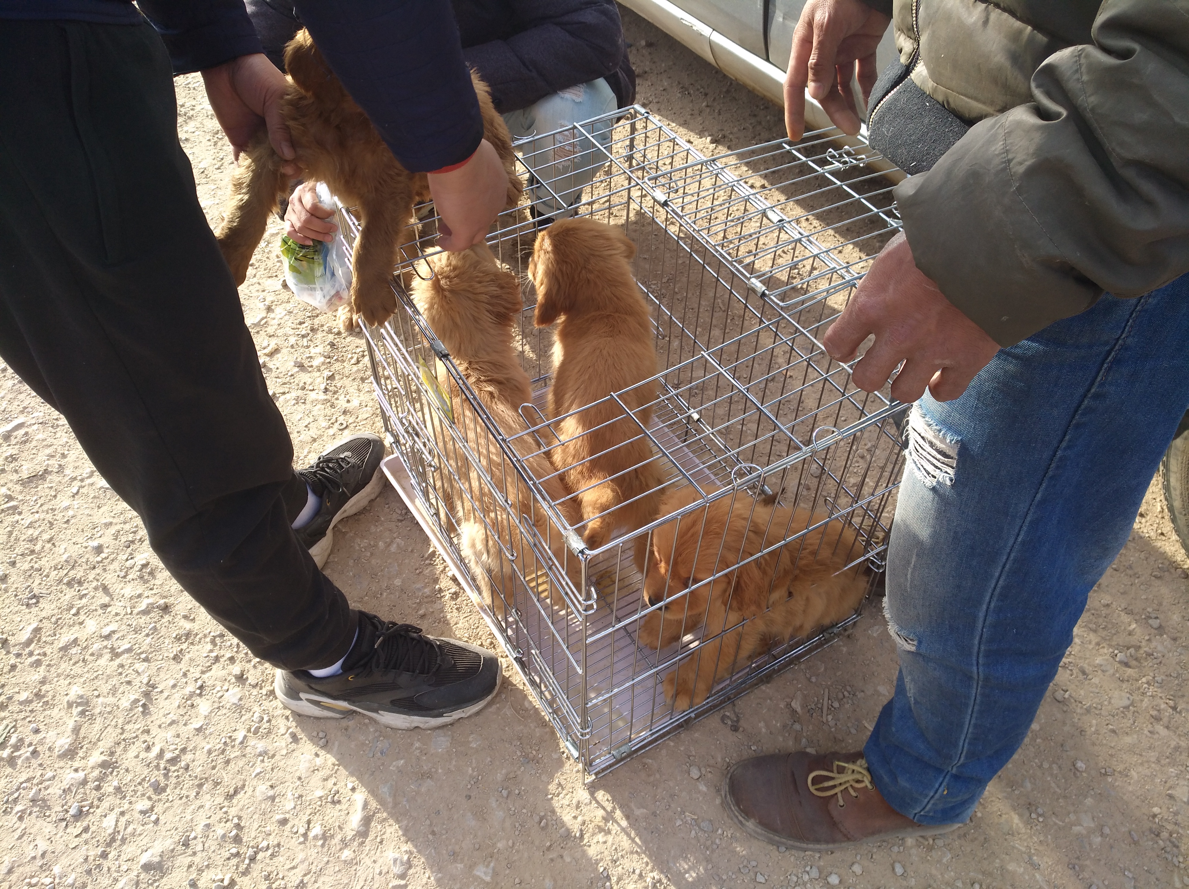 养殖场纯种金毛犬幼犬出售,犬舍金毛出售