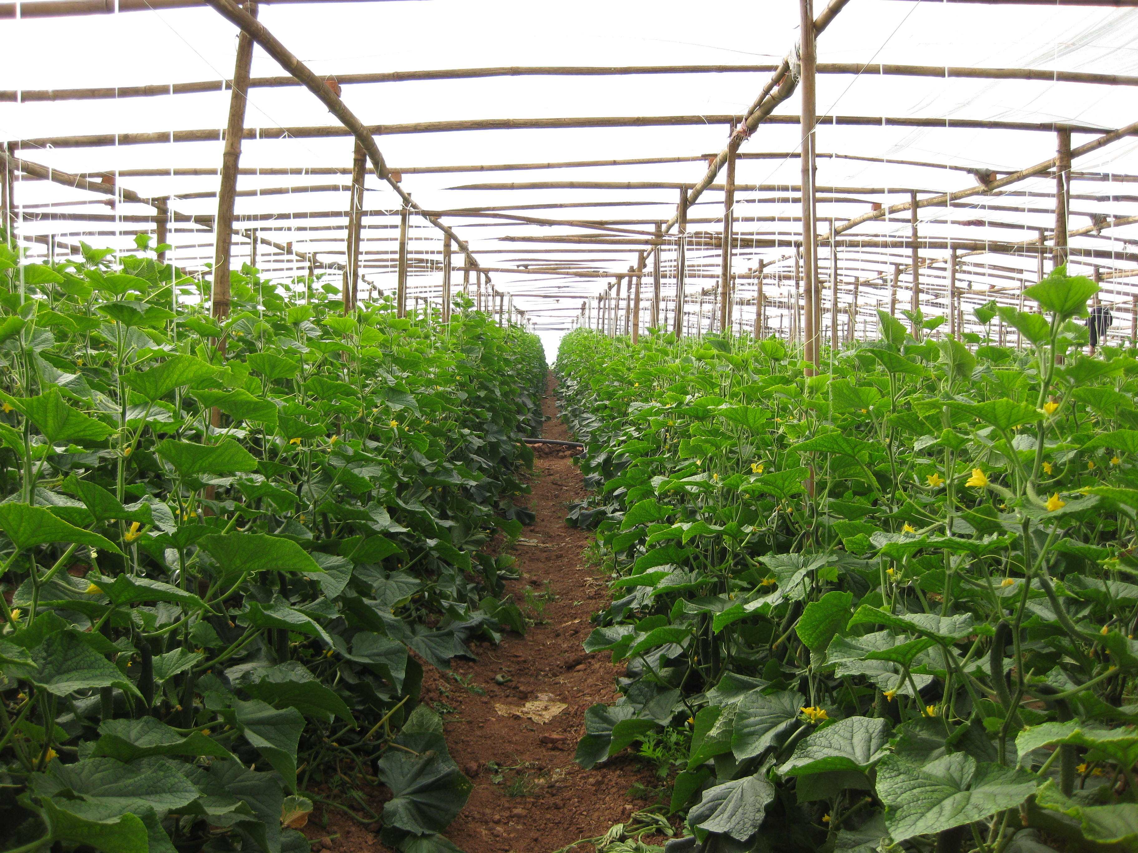 作物氨气中毒如何解决,蔬菜氨气中毒怎么办