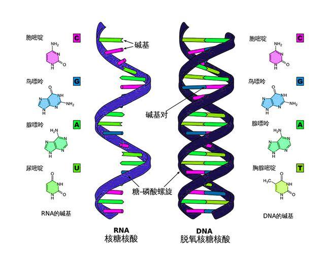 双头龟是由于基因突变导致的,日本被核辐射基因突变的乌龟