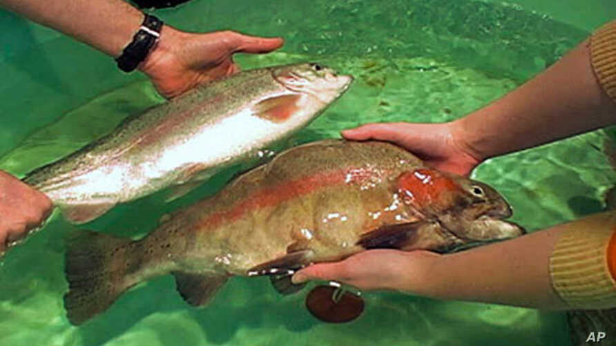 比利时蓝牛健美,动物界健美冠军比利时蓝牛