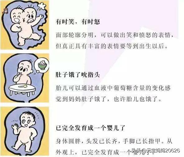 36周偏小4周会影响发育吗,36周胎儿发育标准数据图表