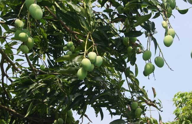 弟弟拿着“芒果核”玩，20天长出小绿苗，移到花盆能结果