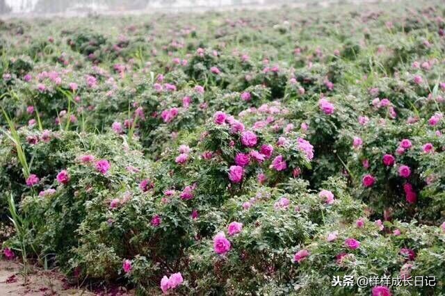 最新版新藏线叶城拉萨骑行攻略,219新藏线自驾游从叶城出发