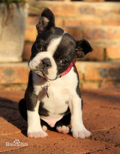 宠物狗小型犬品种排名大全及图片,性格温顺的小型犬有哪些