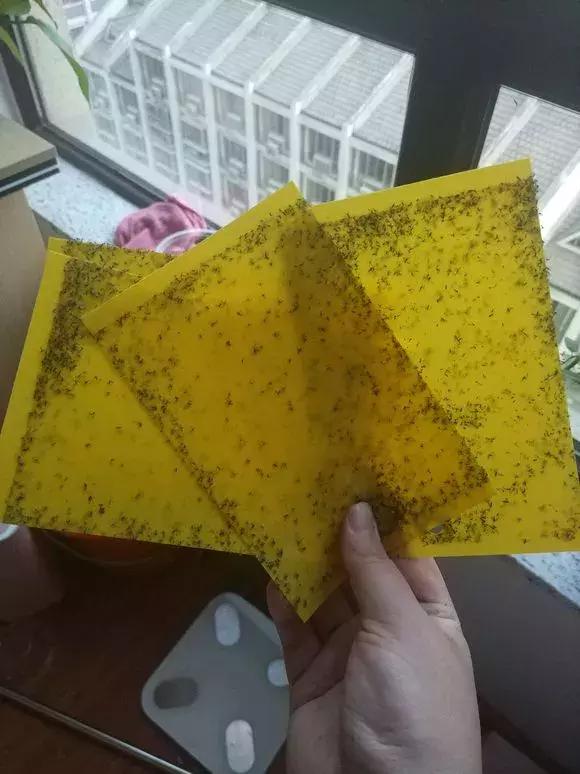 盆下有很多小虫子怎么办,盆里小飞虫用什么药