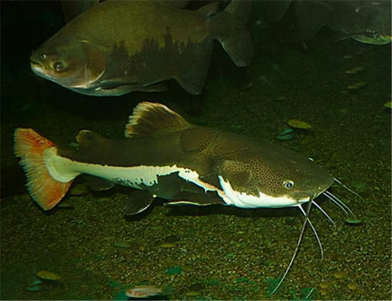 放生鲶鱼违法嘛,长沙市梅溪湖放生