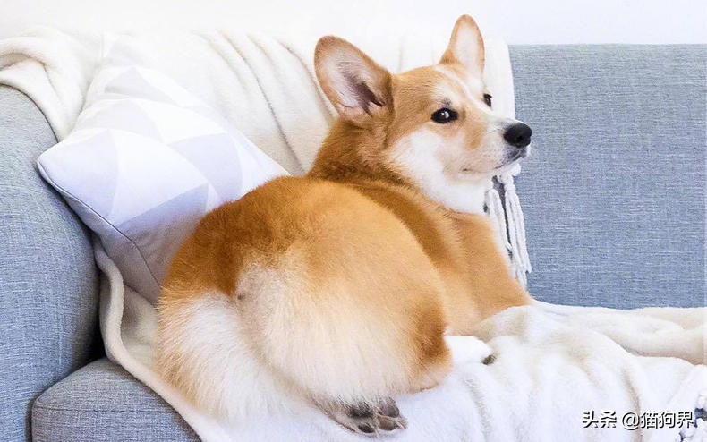 狗狗为什么会弓背夹尾巴,狗狗老是夹尾巴什么原因