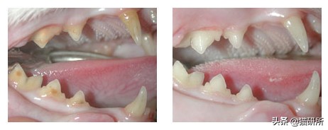 猫咪口臭的解决方法及原因,猫咪口臭缺乏什么