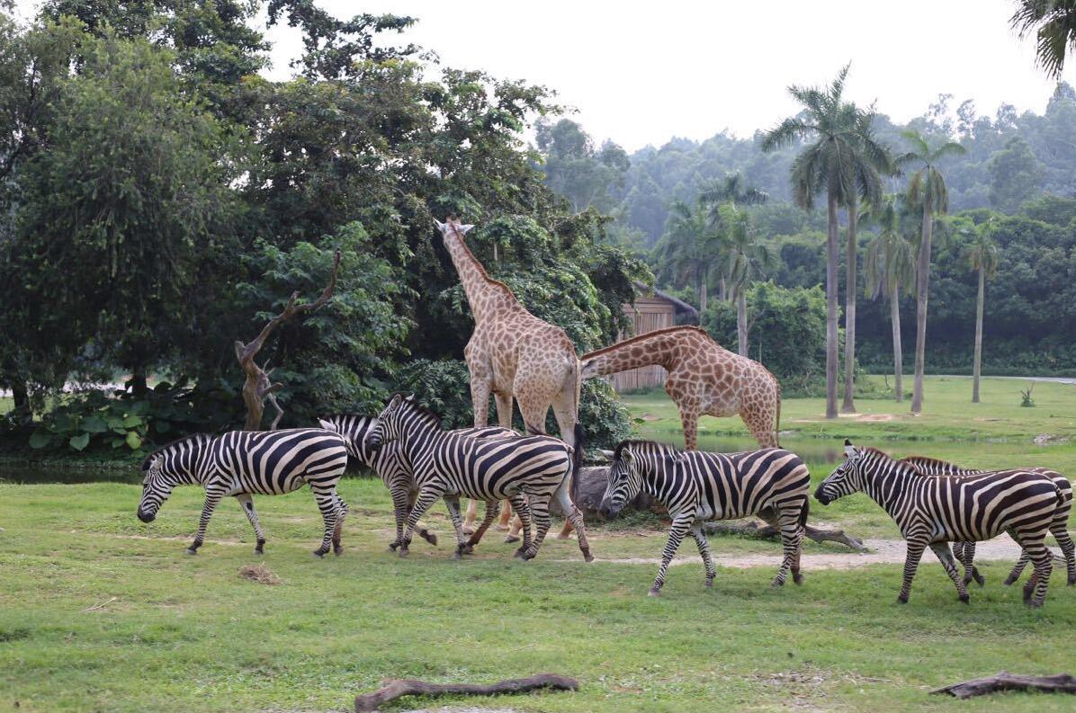 广州动物园和长隆野生动物世界,广州长隆野生动物园攻略自由行