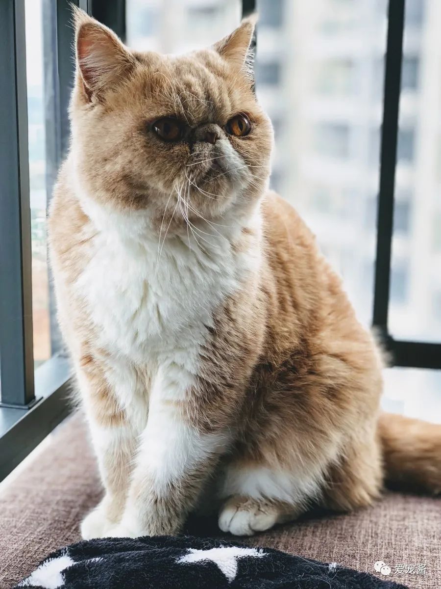 如何领取一只猫咪,如何获得一只猫咪