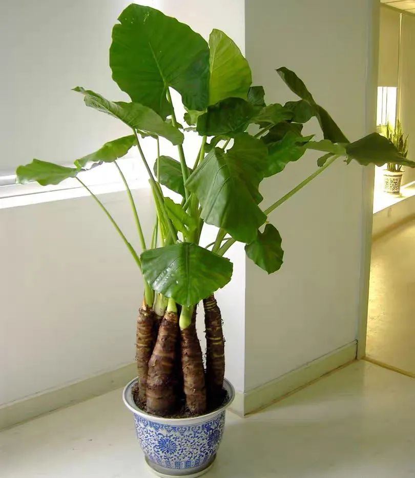 滴水观音是不是有毒的植物,滴水观音有毒为啥还有人养