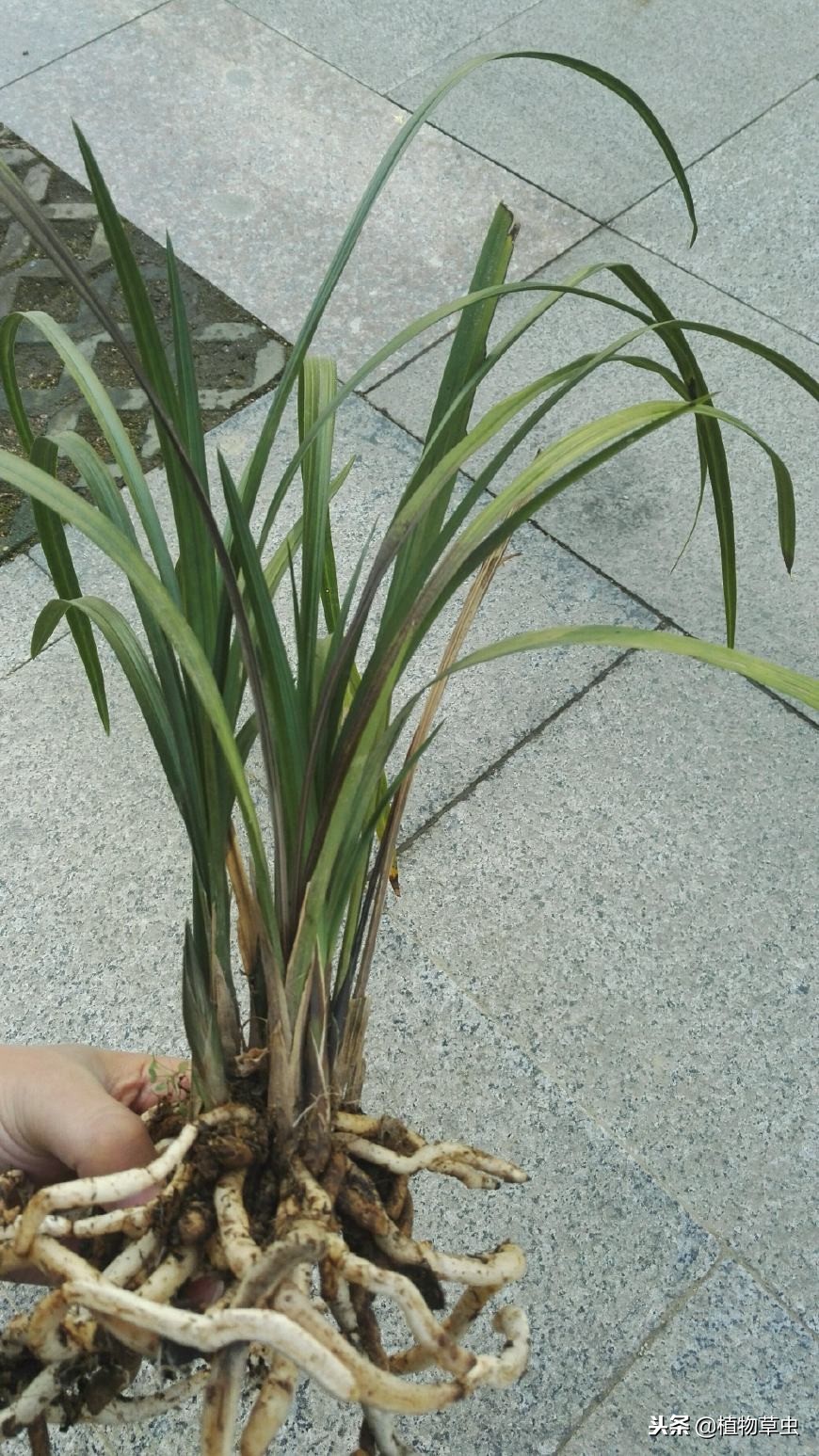 得过茎腐病的兰花容易复发,什么是兰花的茎腐病和软腐病