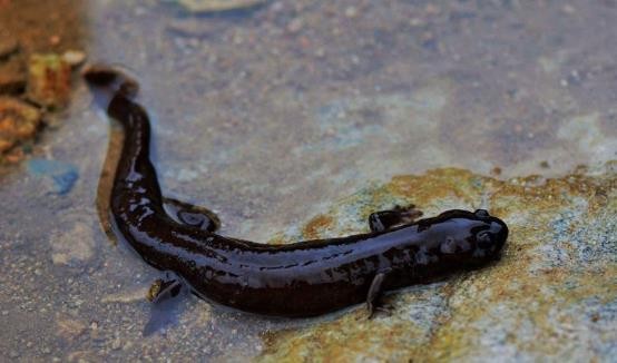 龟类的进化过程图片,龟鳖目动物外形特征