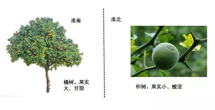 十大转基因动物,你真的了解土鸡吗