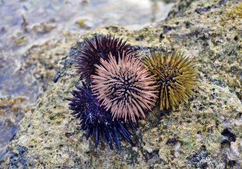 海胆的养殖,世界海胆养殖