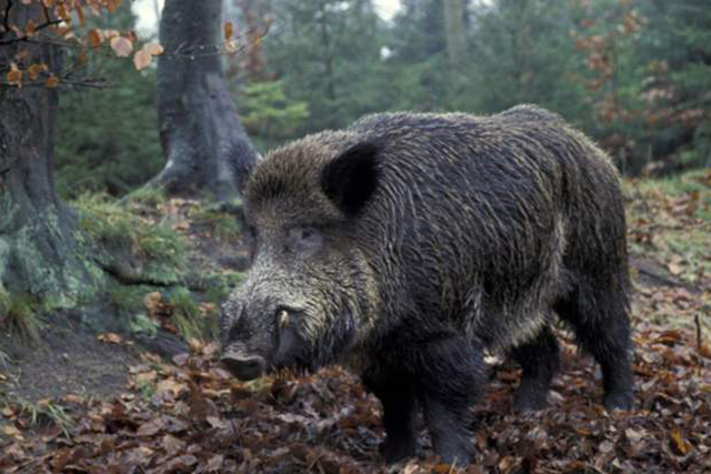 农村环境越来越好，山上的野猪下山糟蹋庄稼了，教你5招对付它