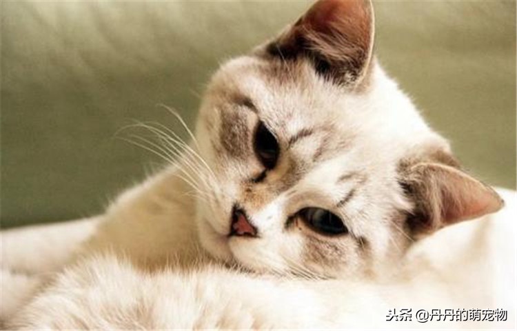 猫咪瘦了是什么原因,猫咪各方面正常但是越来越瘦