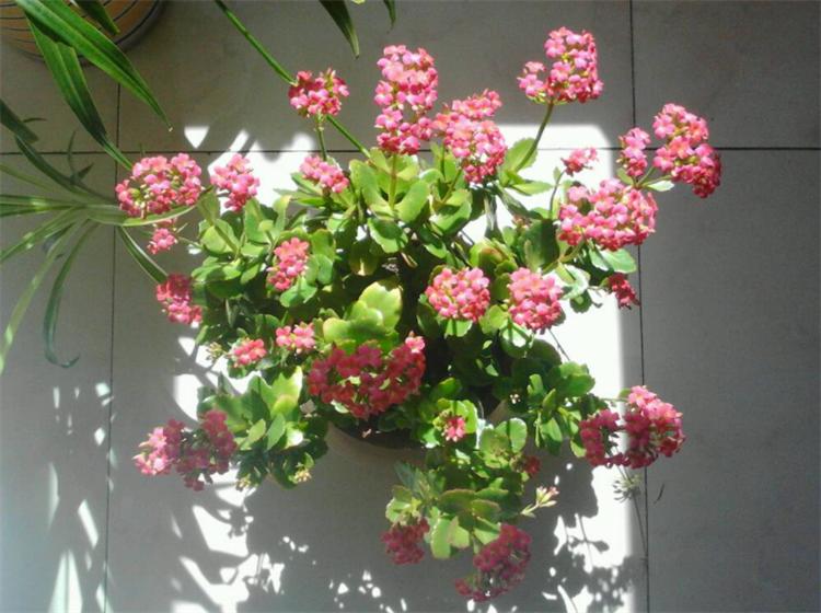 花叶发黄应该怎么办？从5个方面做出调整，十有八九能挽救回来