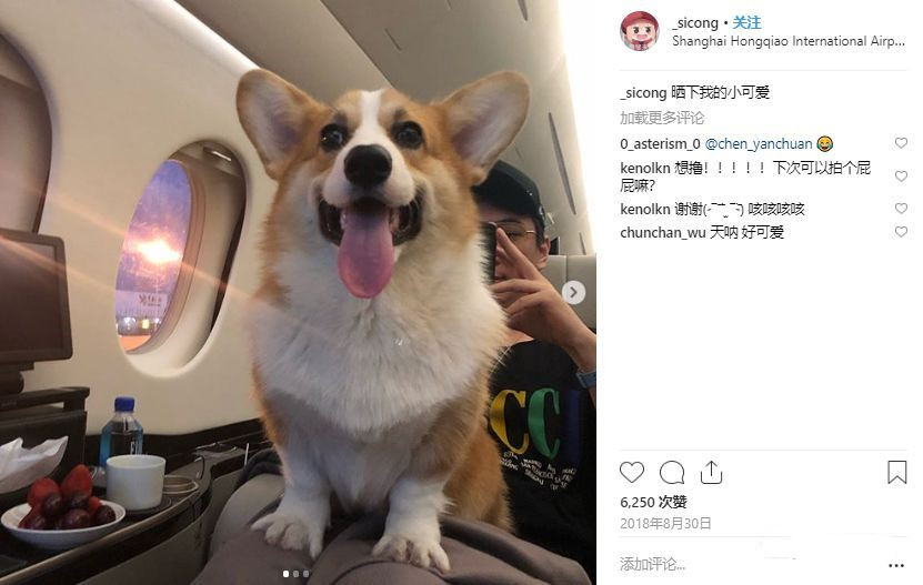 王思聪买的宠物鸭,王思聪买的鸭子