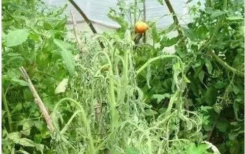 植物细菌病分类,植物细菌病害的识别依据