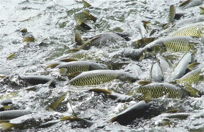 靠山吃山靠水吃水怎么解,普通人如何在农村种田发家致富