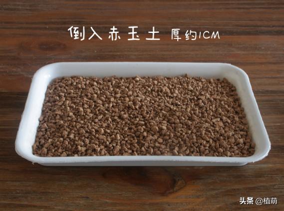 白牡丹叶插苗有多好养,白牡丹徒长修剪