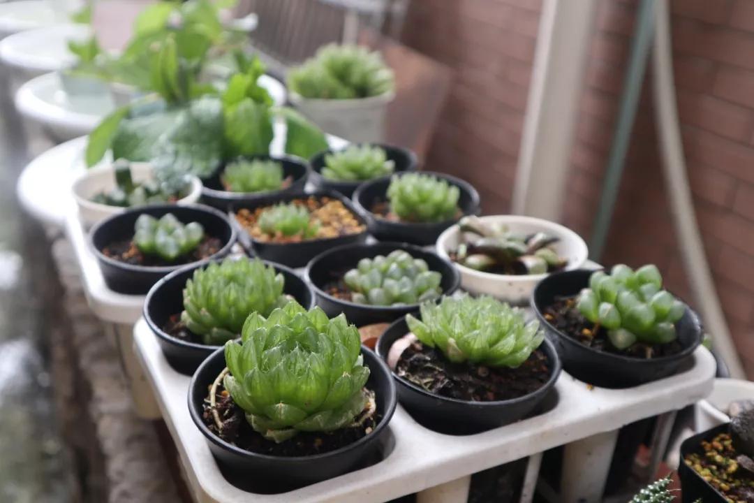 适合南方比较好养的12款多肉,养一年就开花的多肉品种