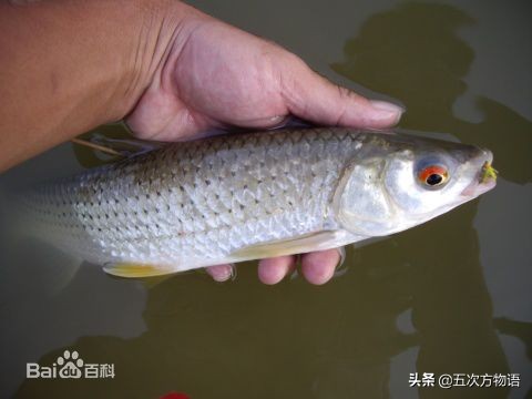 松花江名鱼三花五罗十八子,三花五罗十八子鳇鱼