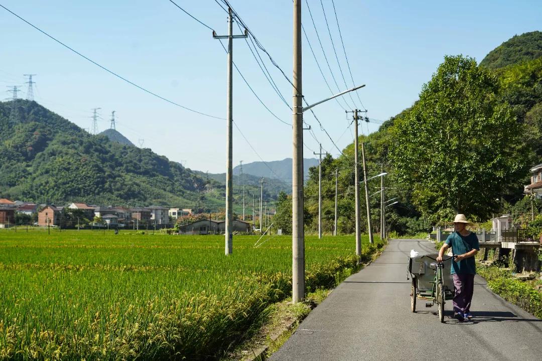 去稻田、赏竹林、上水库，带你深挖“竹”深不知处的中泰